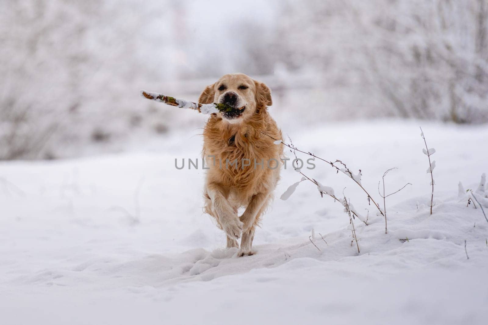 Golden Retriever Dog Holding A Stick In Its Mouth In The Snow During Winter