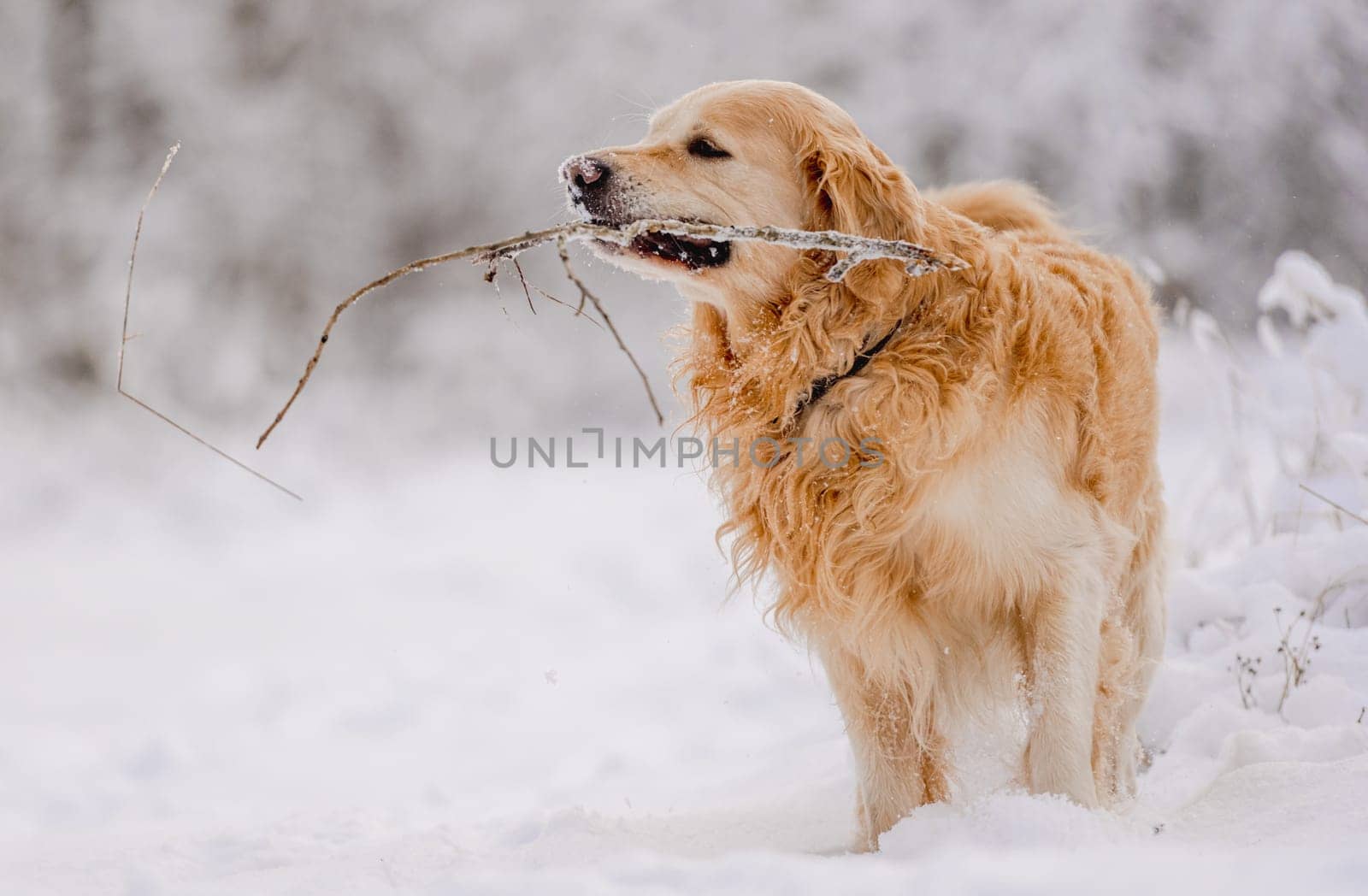 Golden Retriever Dog Holding A Stick In Its Mouth In The Snow During Winter