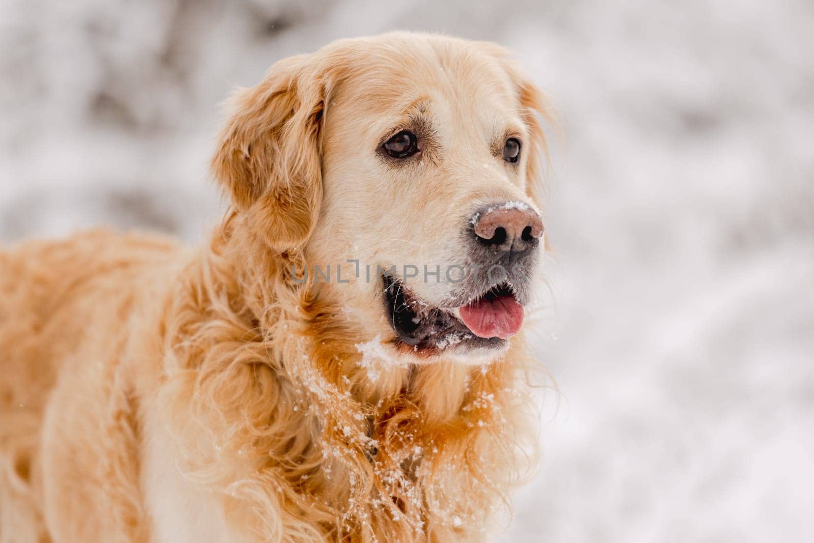 Golden Retriever Dog In The Winter Forest In The Snow