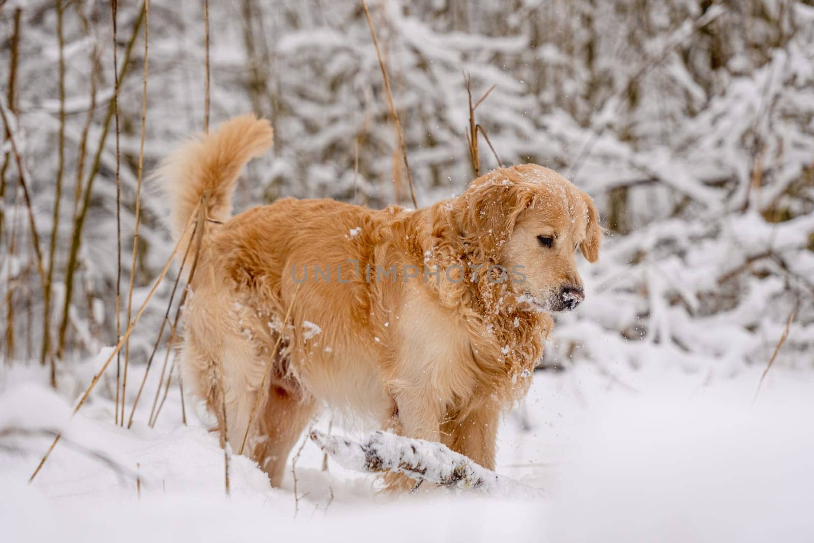 Golden Retriever Dog In The Winter Forest In The Snow