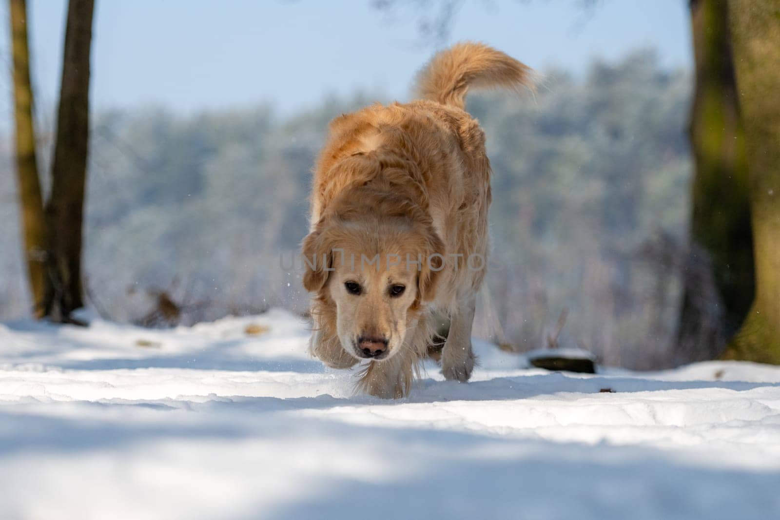 Golden Retriever Dog In The Winter Forest In The Snow