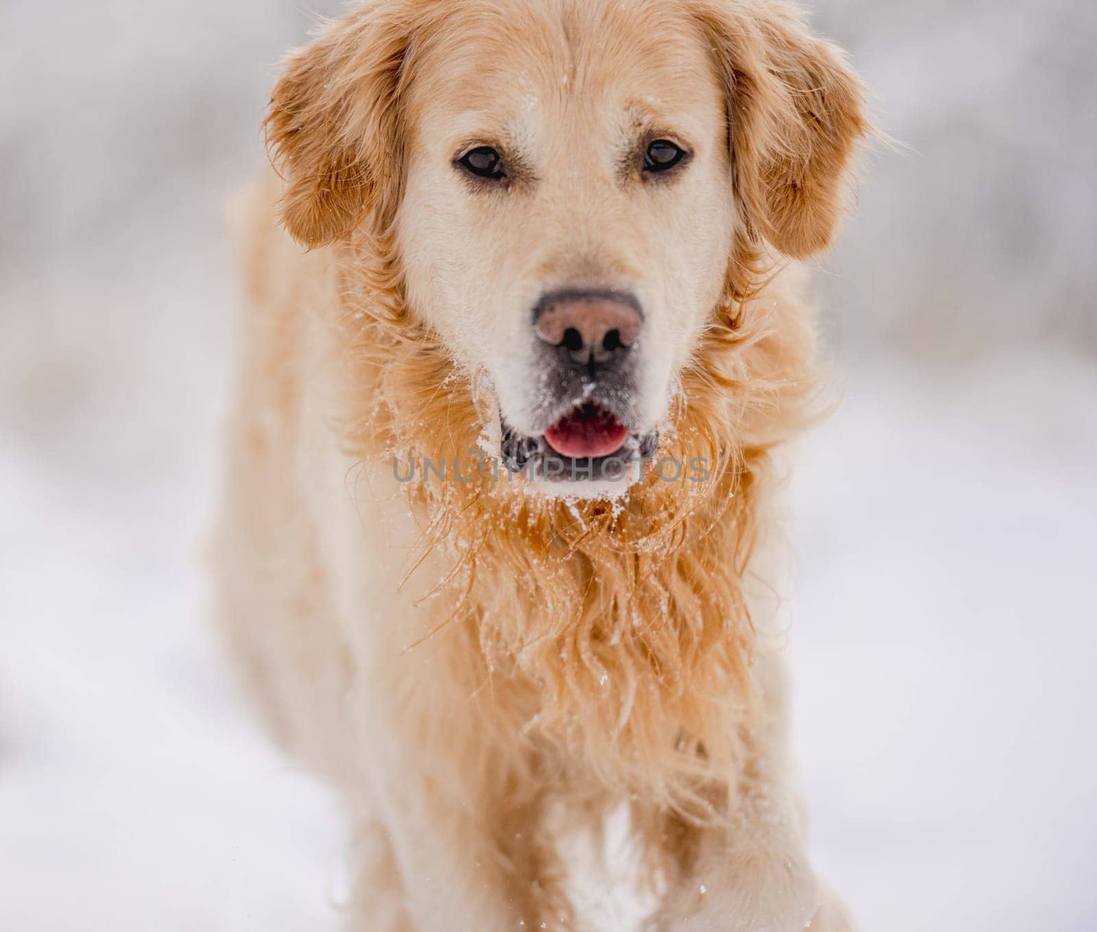 Golden Retriever Dog In The Winter Forest In The Snow