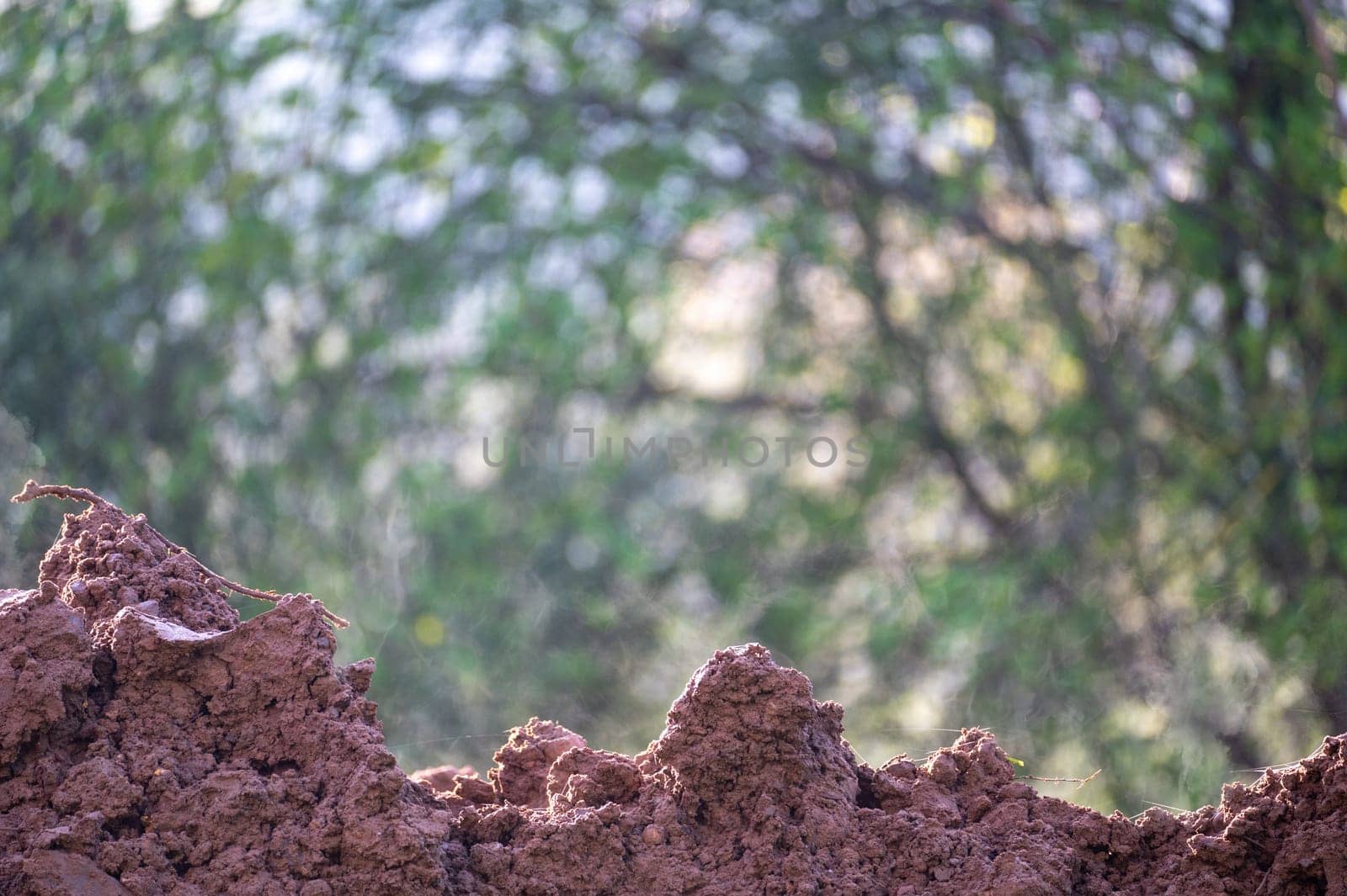 Fresh earth soil in green nature