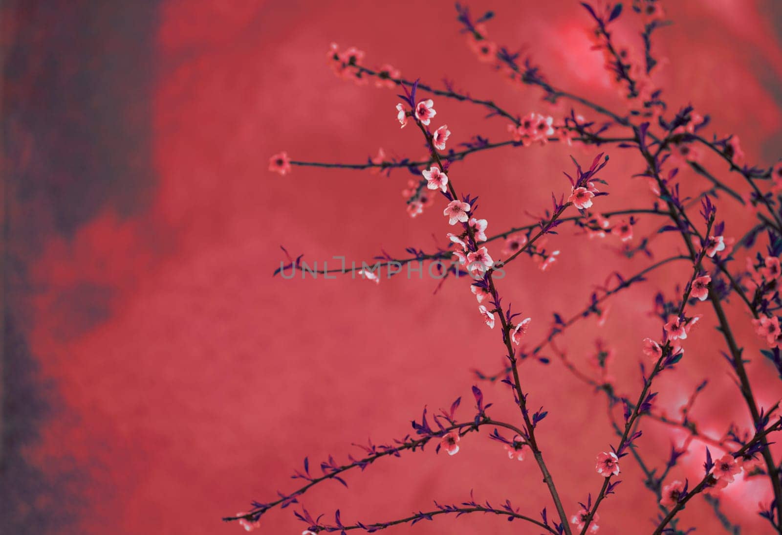 Spring blossom border over red arty textured background. Chinese new year nature vintage design. Flower decor for traditional asian spring festival. Lunar new year celebration.