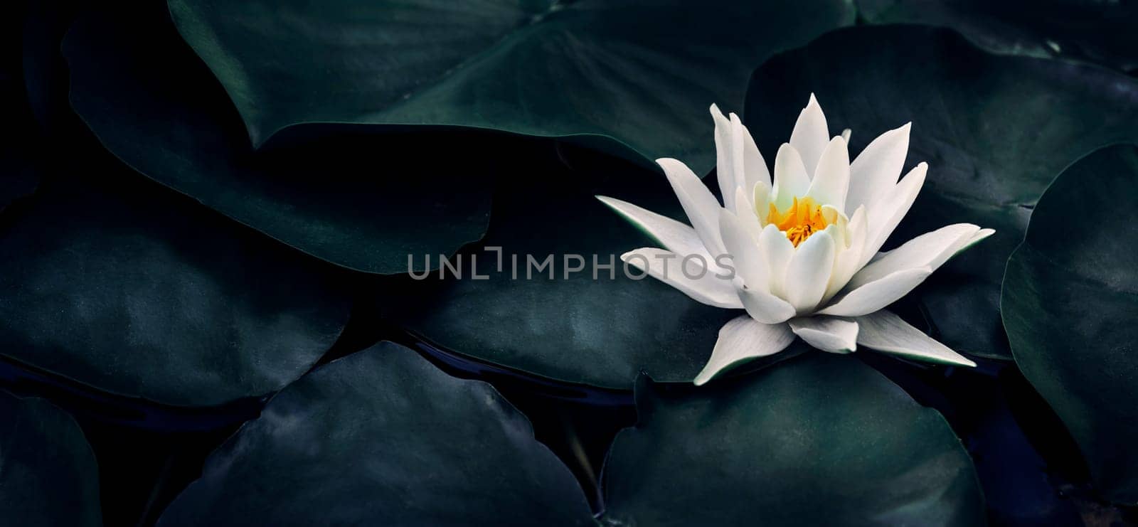 Beautiful white lotus flower closeup. Exotic water lily flower on dark green leaves. Fine art minimal concept nature background. Wellness and spa relax concept. Tropical landscape wallpaper design.