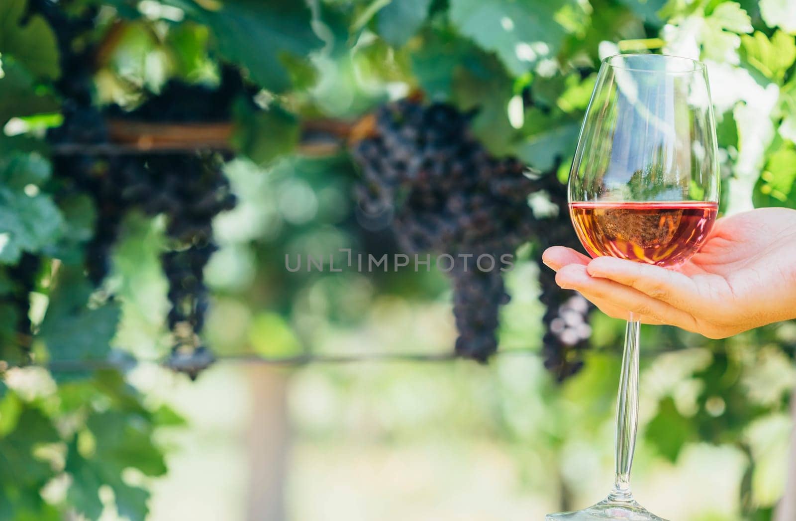 Woman holding glass of red wine in vineyard field. Wine tasting in outdoor winery. Grape production and wine making concept.