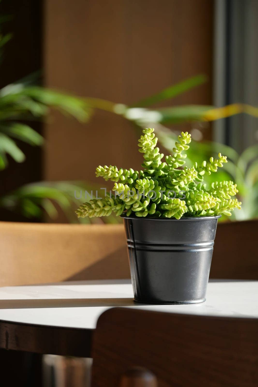 A succulent plant sits in a black pot on a table surrounded by greenery.