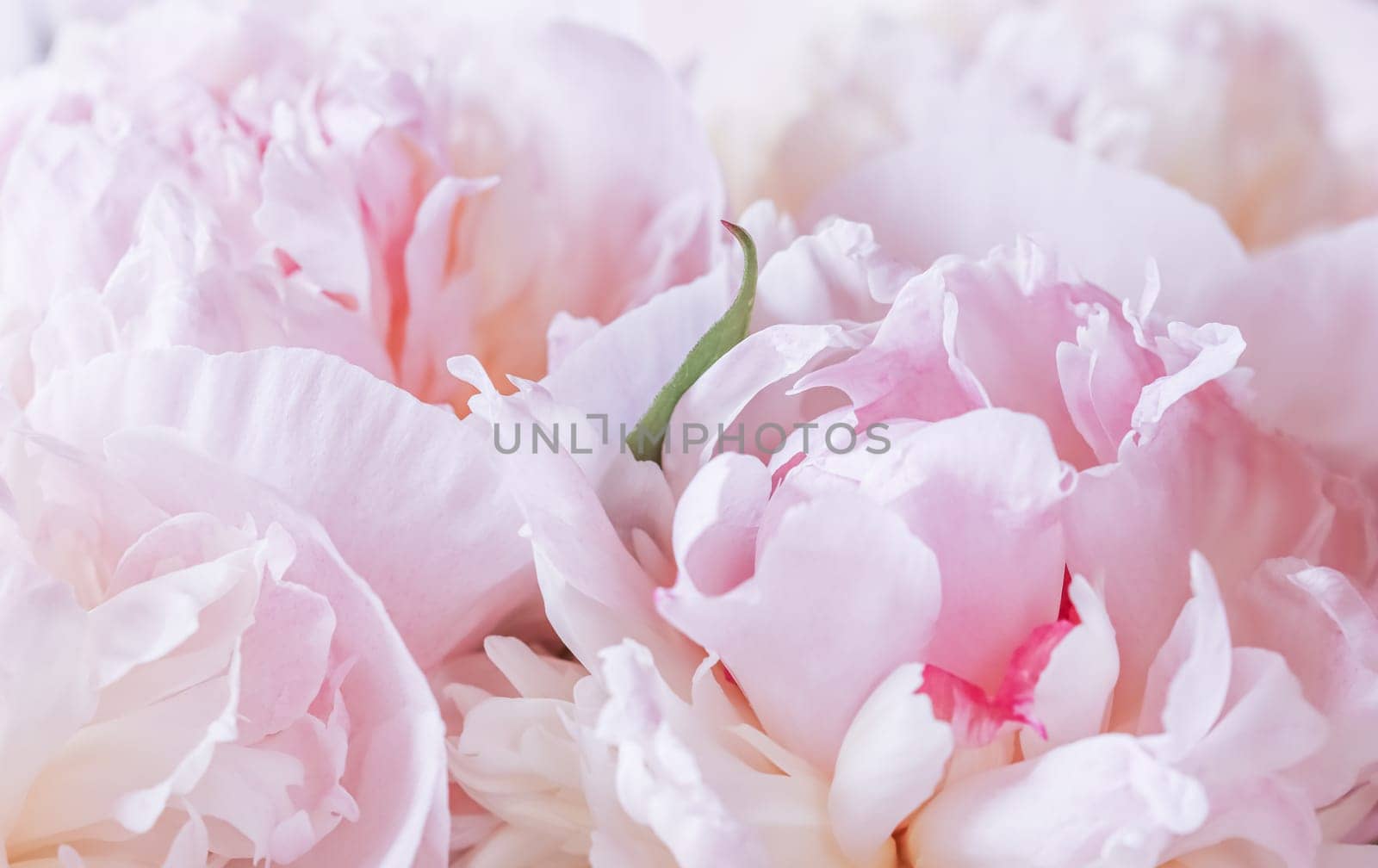 White pink peony petals. Soft focus. Abstract floral background for holiday design. High quality photo