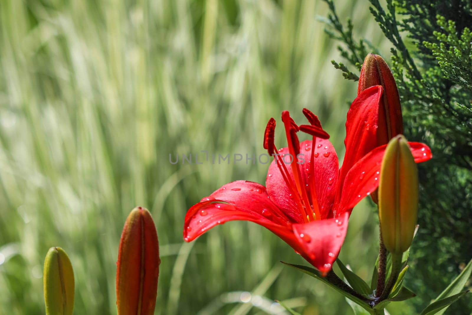 Red lily with dew drops in the garden. Gardening concept. Natural background