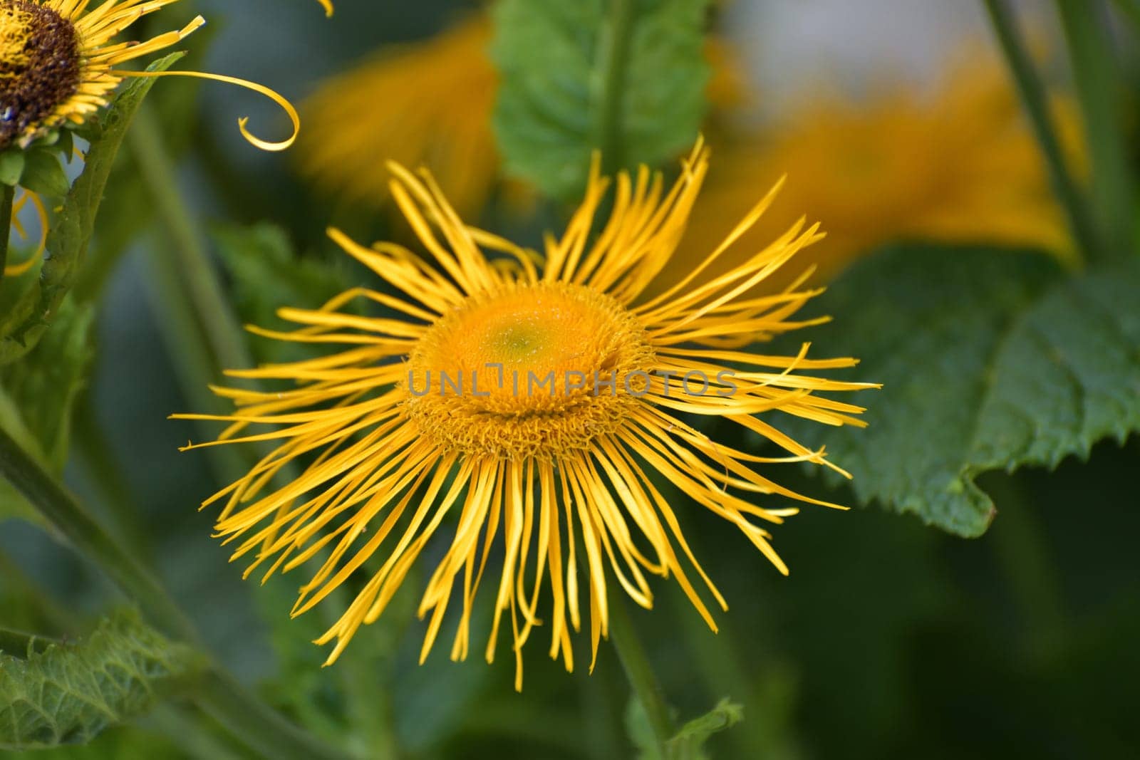 Telekia speciosa is species of flowering plant in the family Asteraceae