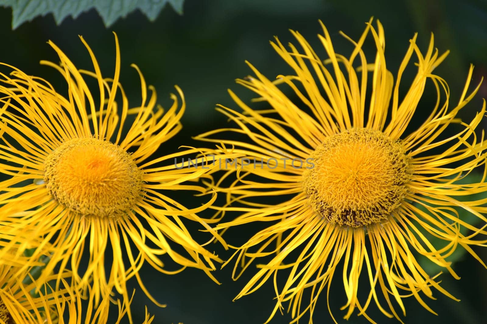 Telekia speciosa is species of flowering plant in the family Asteraceae