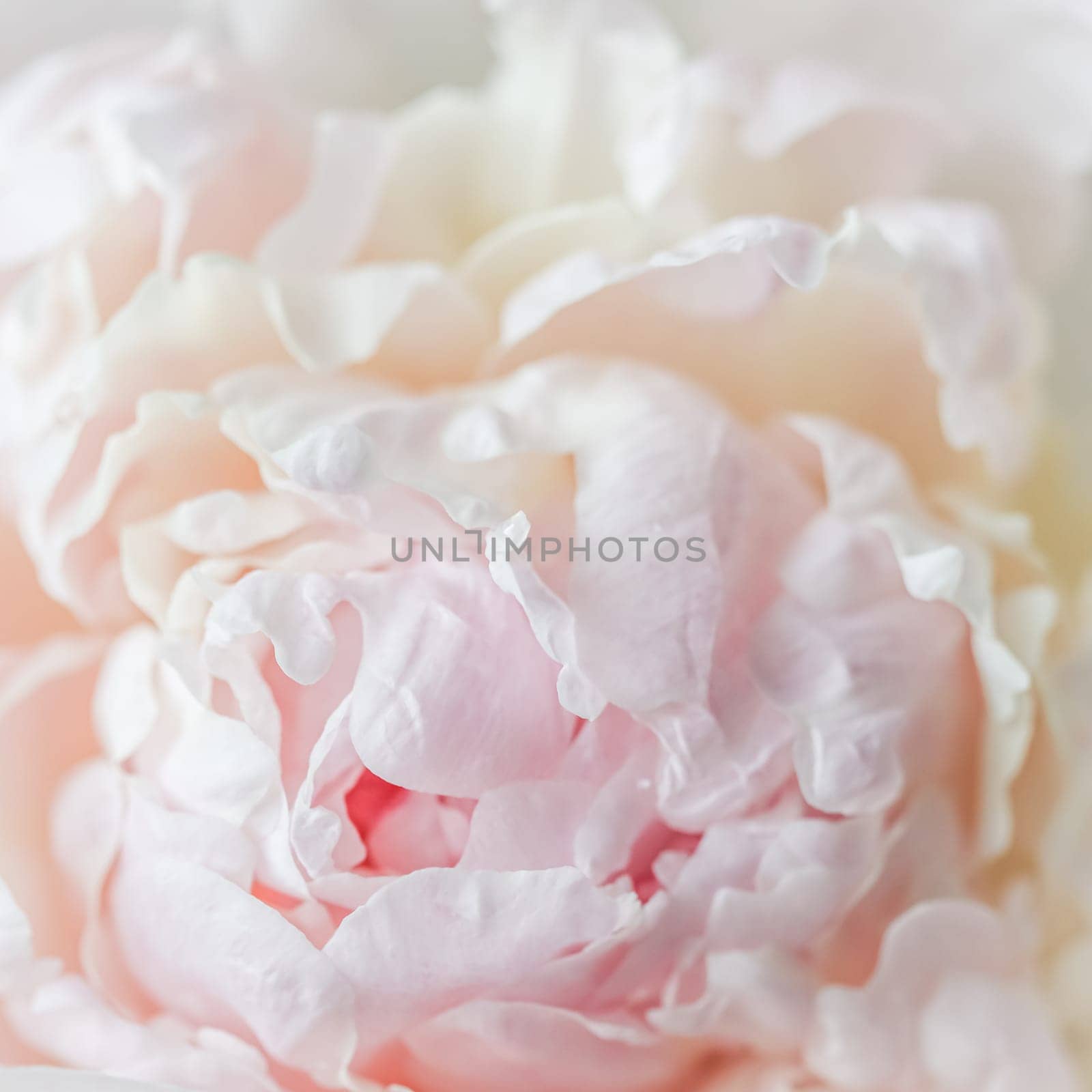 White pink peony petals. Soft focus. Abstract floral background for holiday design. High quality photo