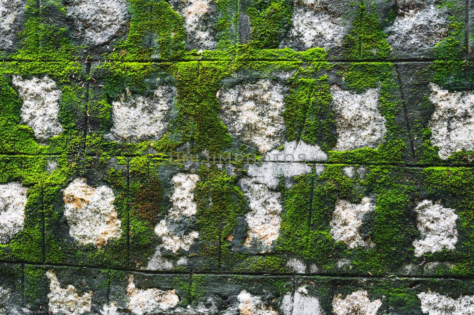 old antique stone wall covered with moss. Natural textured background