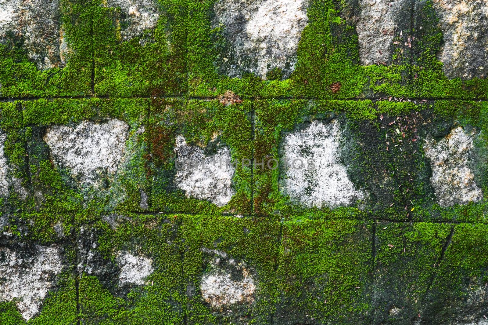 old antique stone wall covered with green moss. Natural textured background