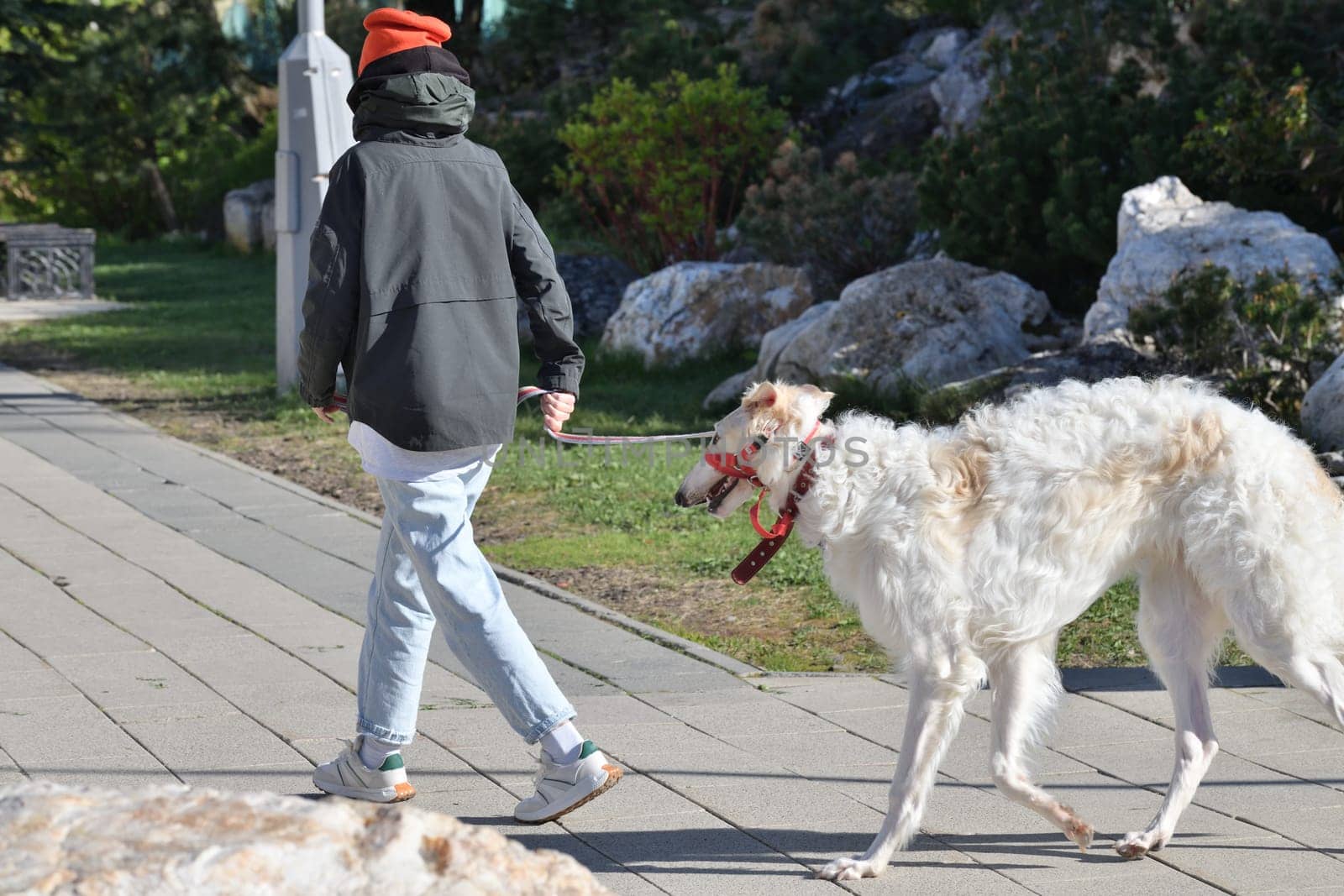 The Russian Borzoi is a breed of hunting dog, classified by the FCI as belonging to Group 10 Sighthounds.