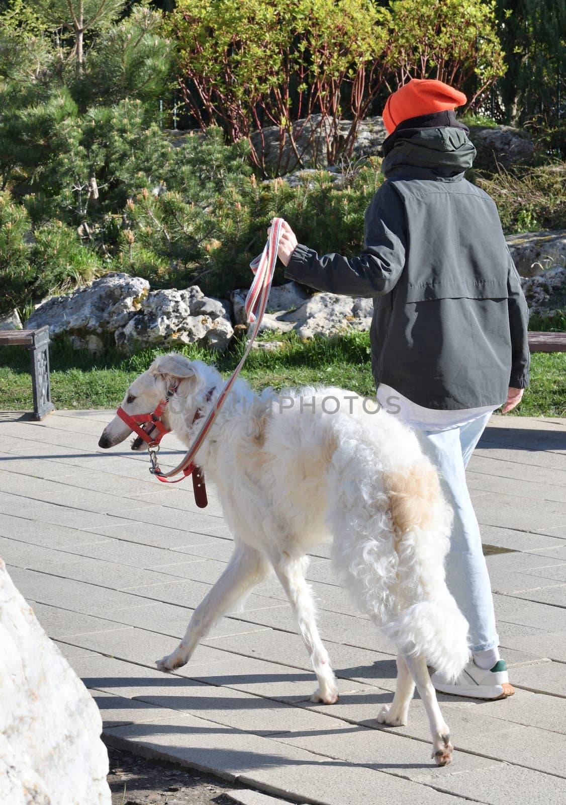 The Russian Borzoi is a breed of hunting dog, classified by the FCI as belonging to Group 10 Sighthounds.