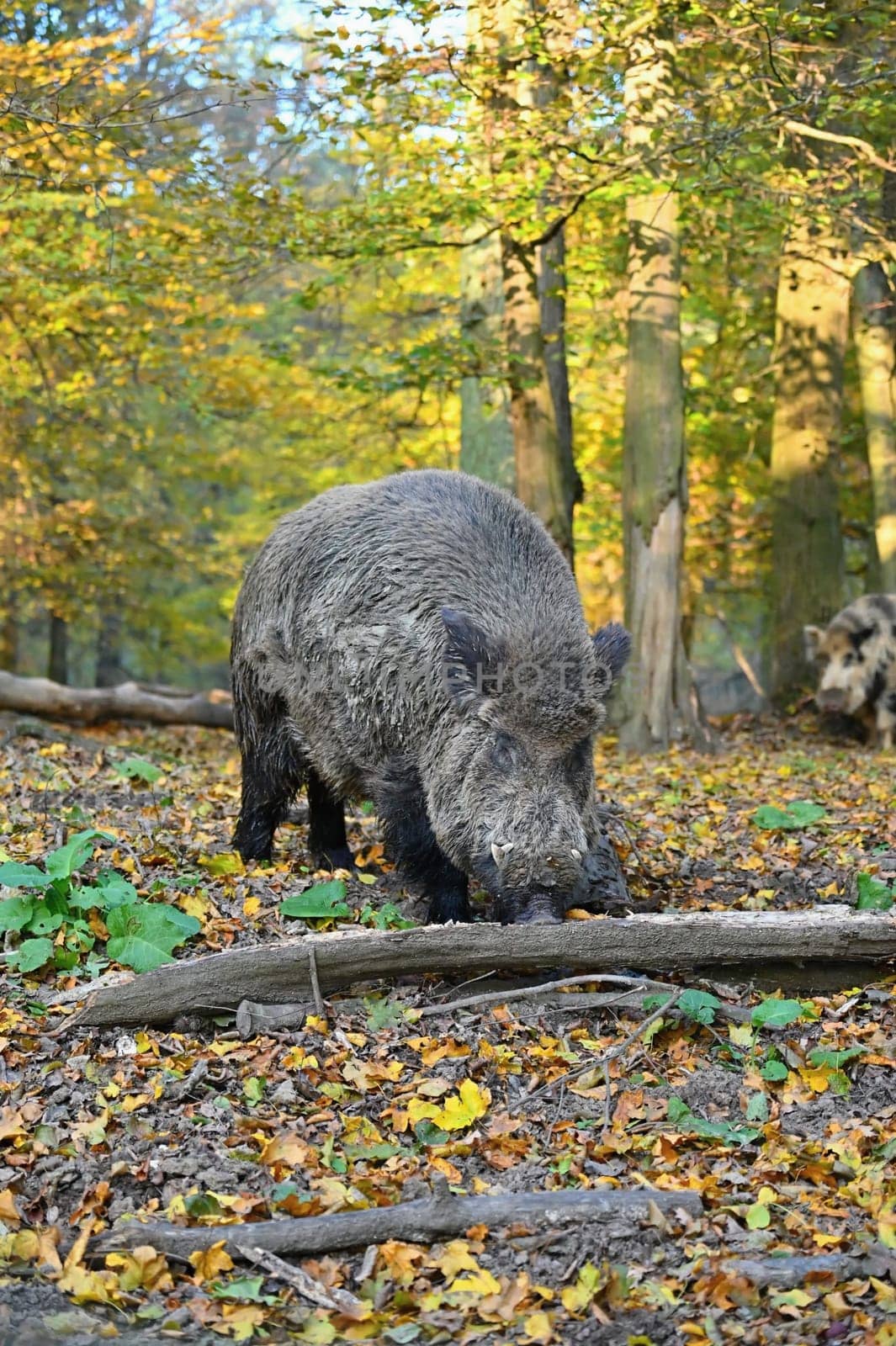Wild boars in nature. Beautiful concept for animals and nature.
