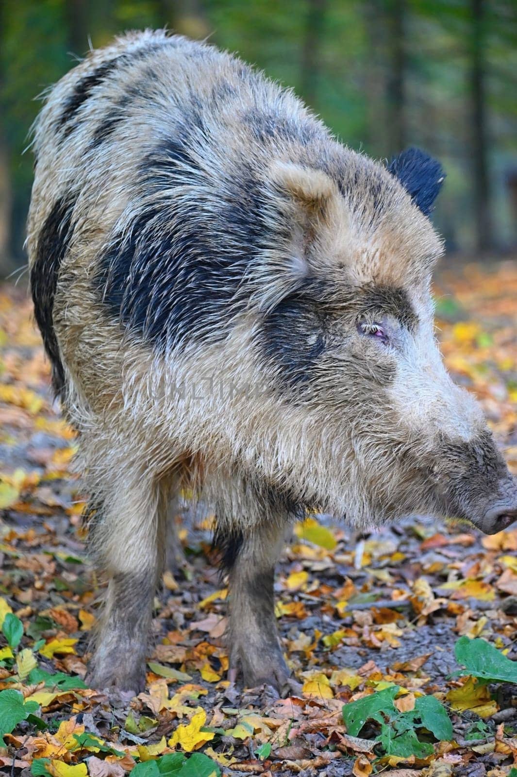 Wild boars in nature. Beautiful concept for animals and nature.
