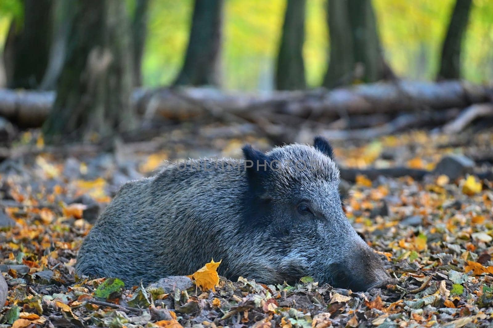 Wild boars in nature. Beautiful concept for animals and nature.
