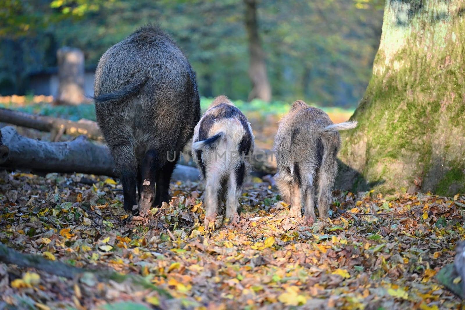 Wild boars in nature. Beautiful concept for animals and nature.
