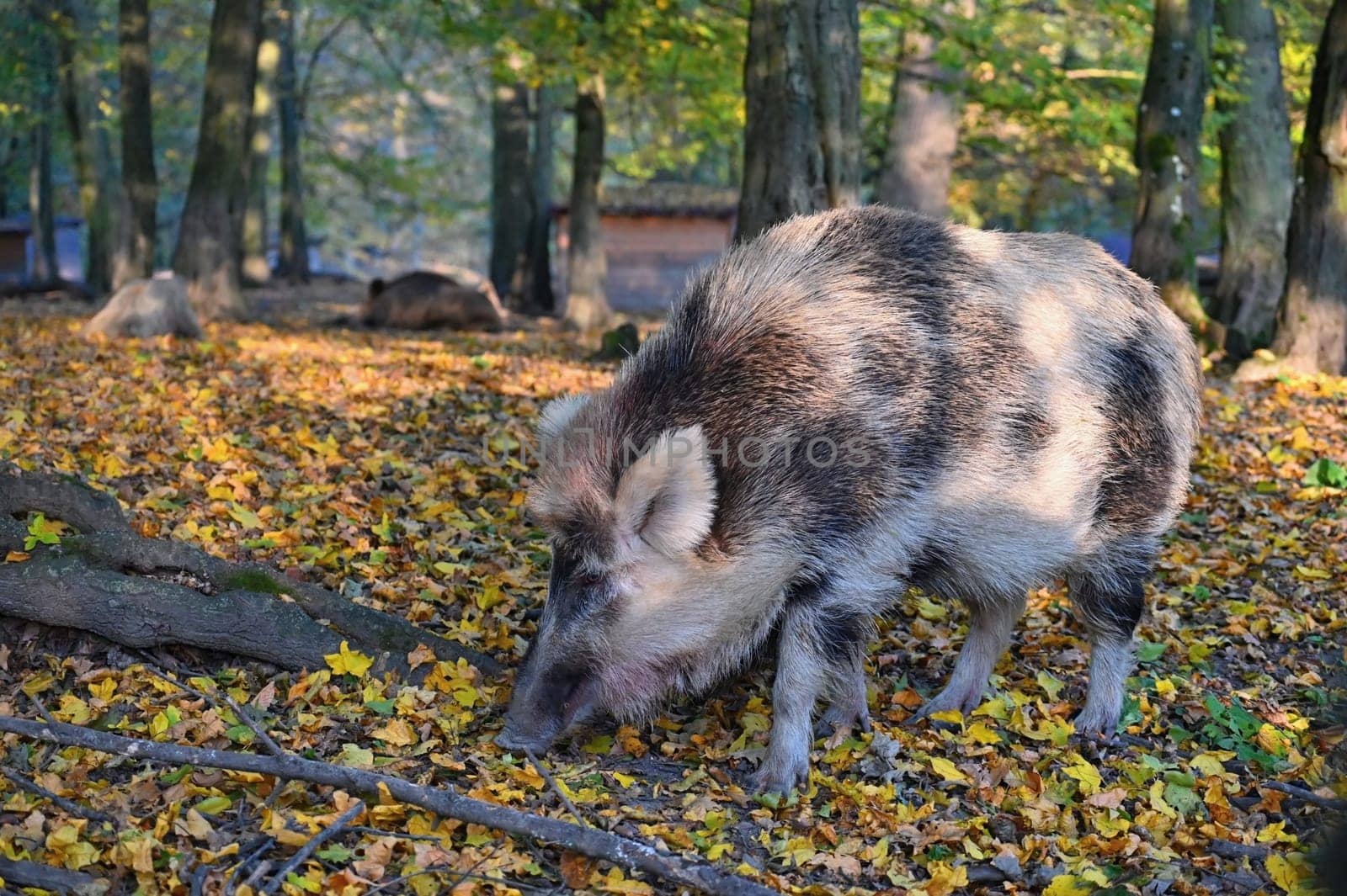 Wild boars in nature. Beautiful concept for animals and nature.
