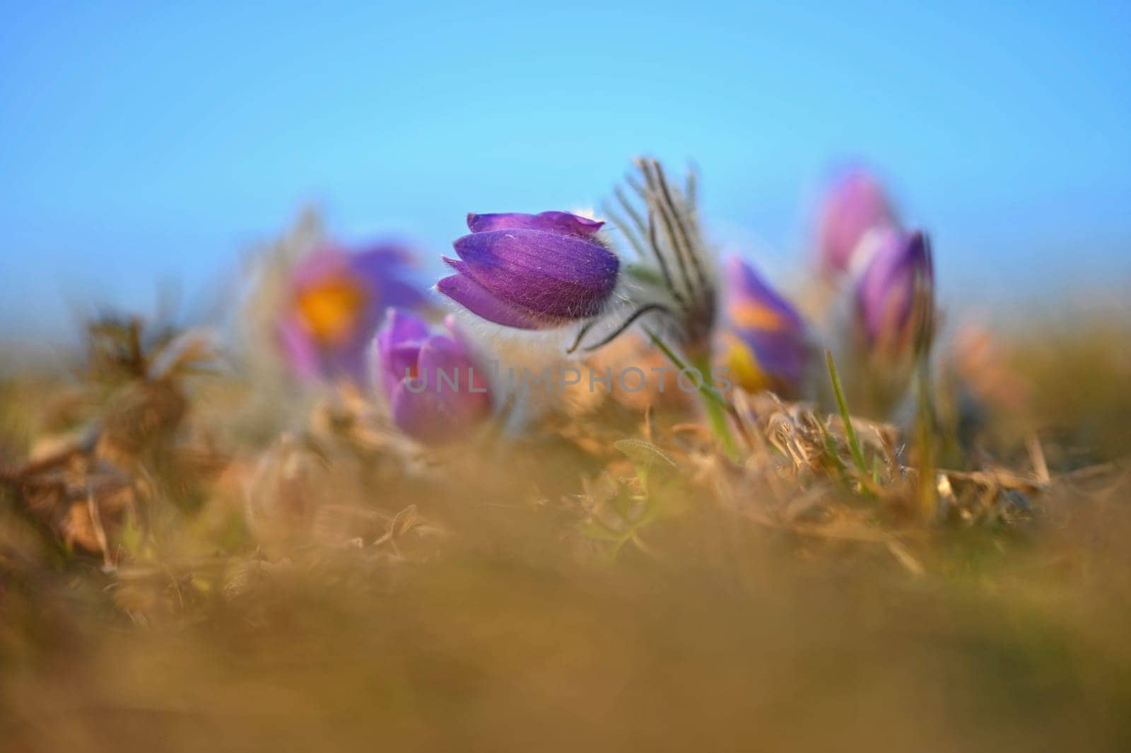 Nice little purple flower in the spring. Beautiful nature background for spring time on the meadow. Pasqueflower flower (Pulsatilla grandis)