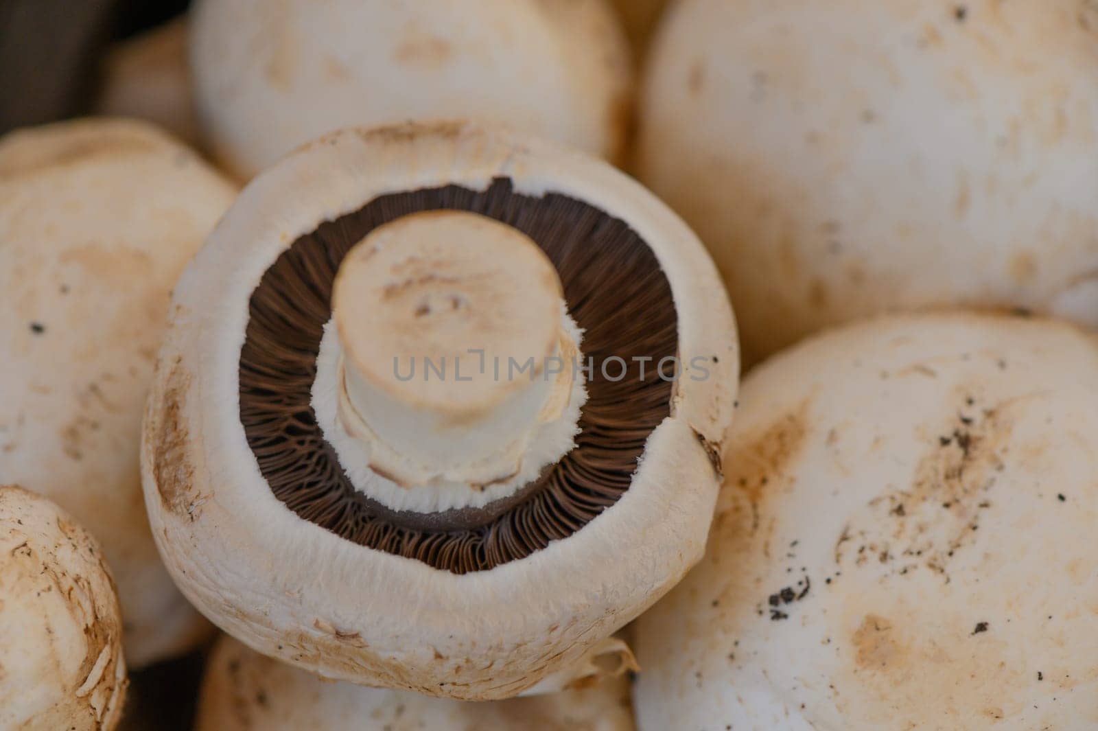 Plump, white mushrooms showcase their gills, illuminated beautifully by the dawn sunlight, enticing culinary creativity.