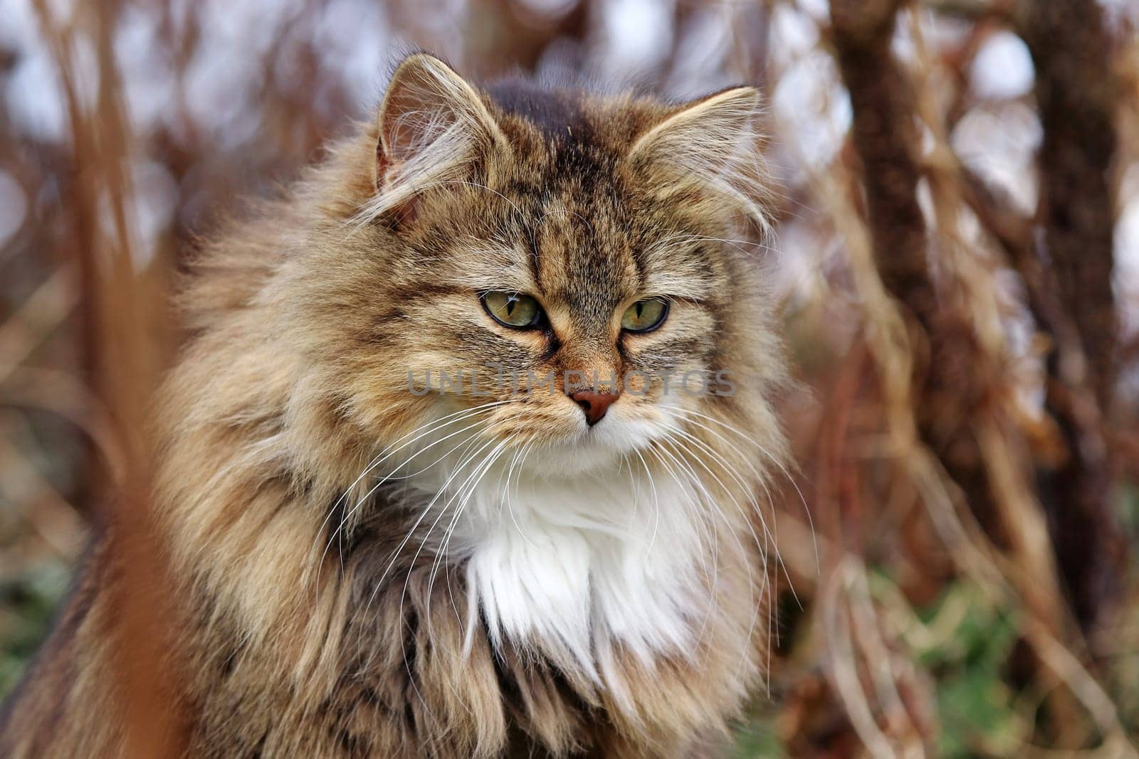 Das Gesicht einer neugierigen hübschen jungen Norwegischen Waldkatze
