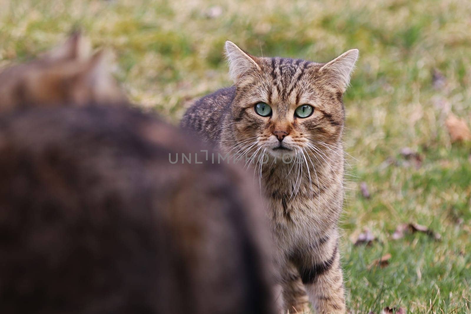 Eine männliche Katze mit grünen Augen wirbt um ein Weibchen