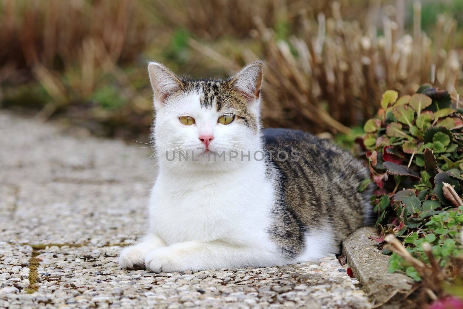 Eine junge neugierige weiß-braune Katze liegt entspannt auf dem Boden