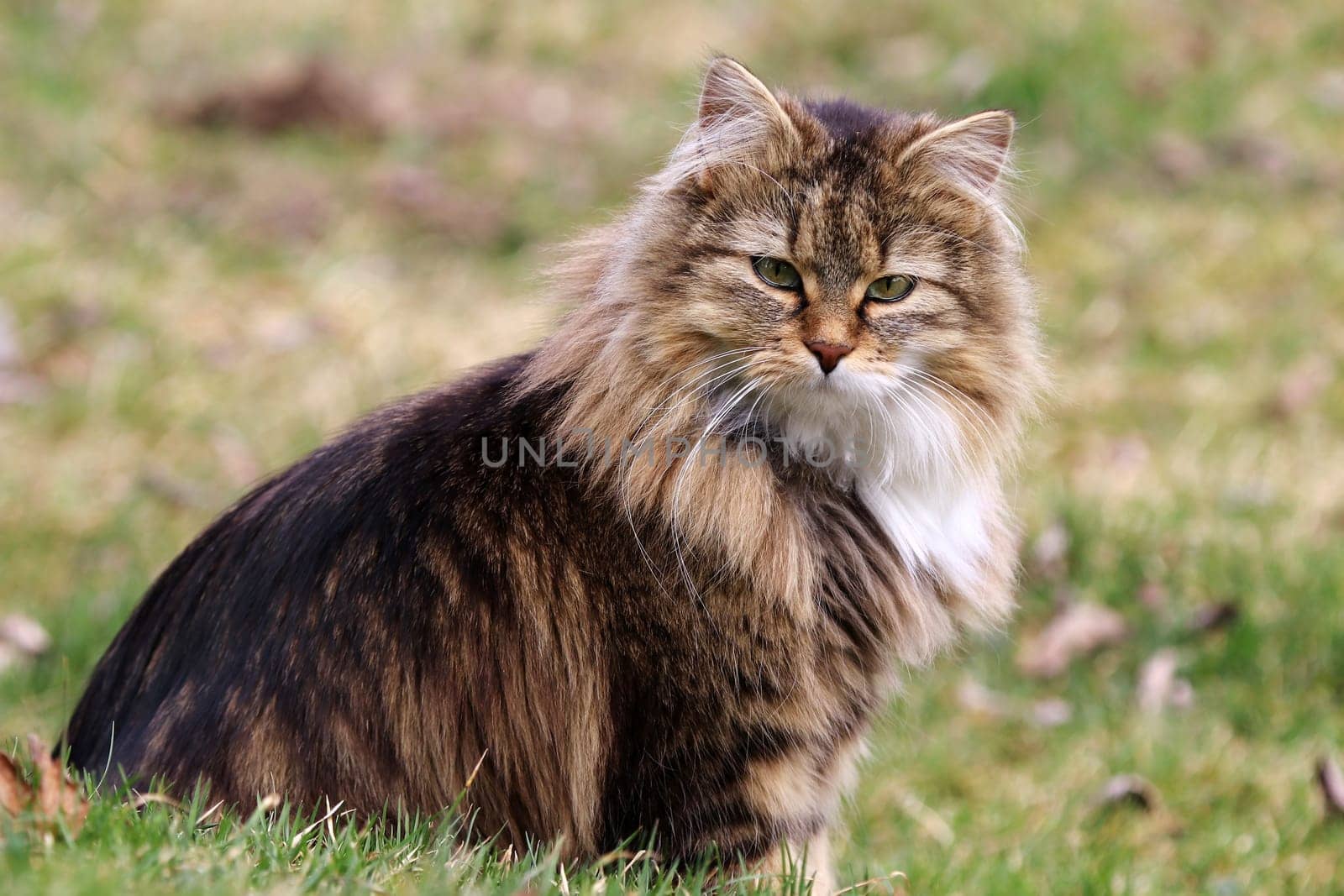 Eine hübsche junge Norwegische Waldkatze sitzt entspannt im Gras