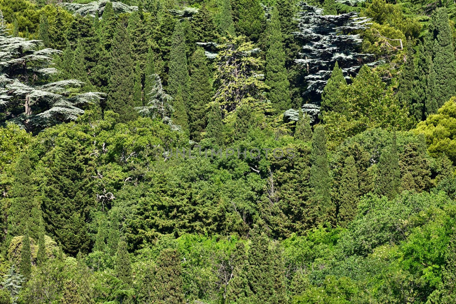 Background of coniferous trees. The Crimean nature