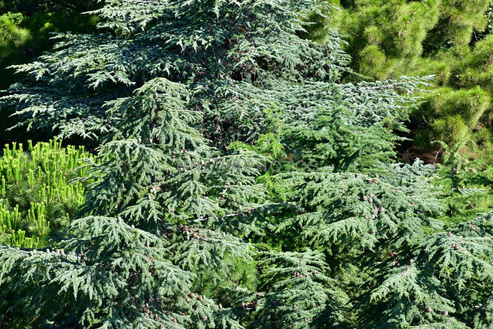 Background of coniferous trees. The Crimean nature