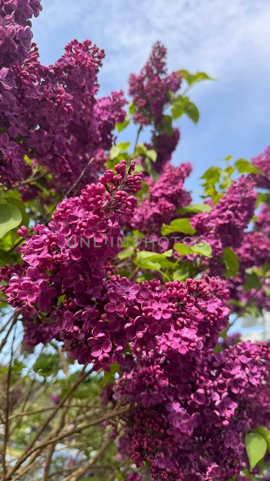 Vivid Purple Lilac Blossoms on a Sunny Spring Day. Bright purple lilacs bloom beautifully against a clear blue sky. The lush green leaves complement the vibrant flowers, creating a lively and serene springtime nature scene.