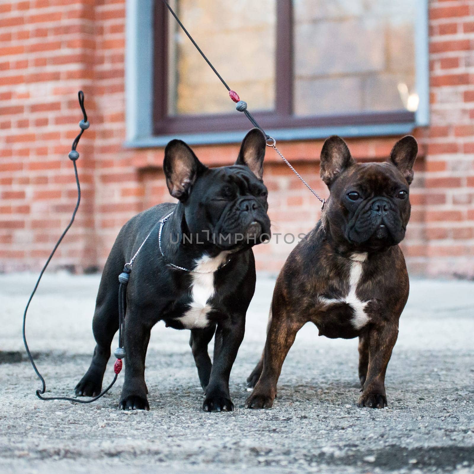 Two females of a French bulldog, brown and black, against a brick wall, with a falling ring