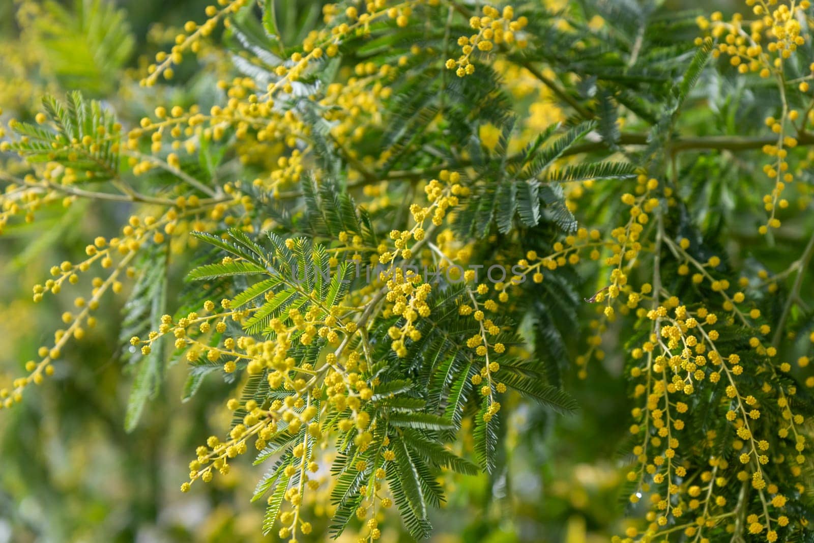 Beautiful bright yellow hairy mimosa flowers close-up. Blooming mimosa tree in early spring waves on wind. Sunny spring day. Acacia dealbata. Fluffy flowers in spring garden with sunny bokeh light