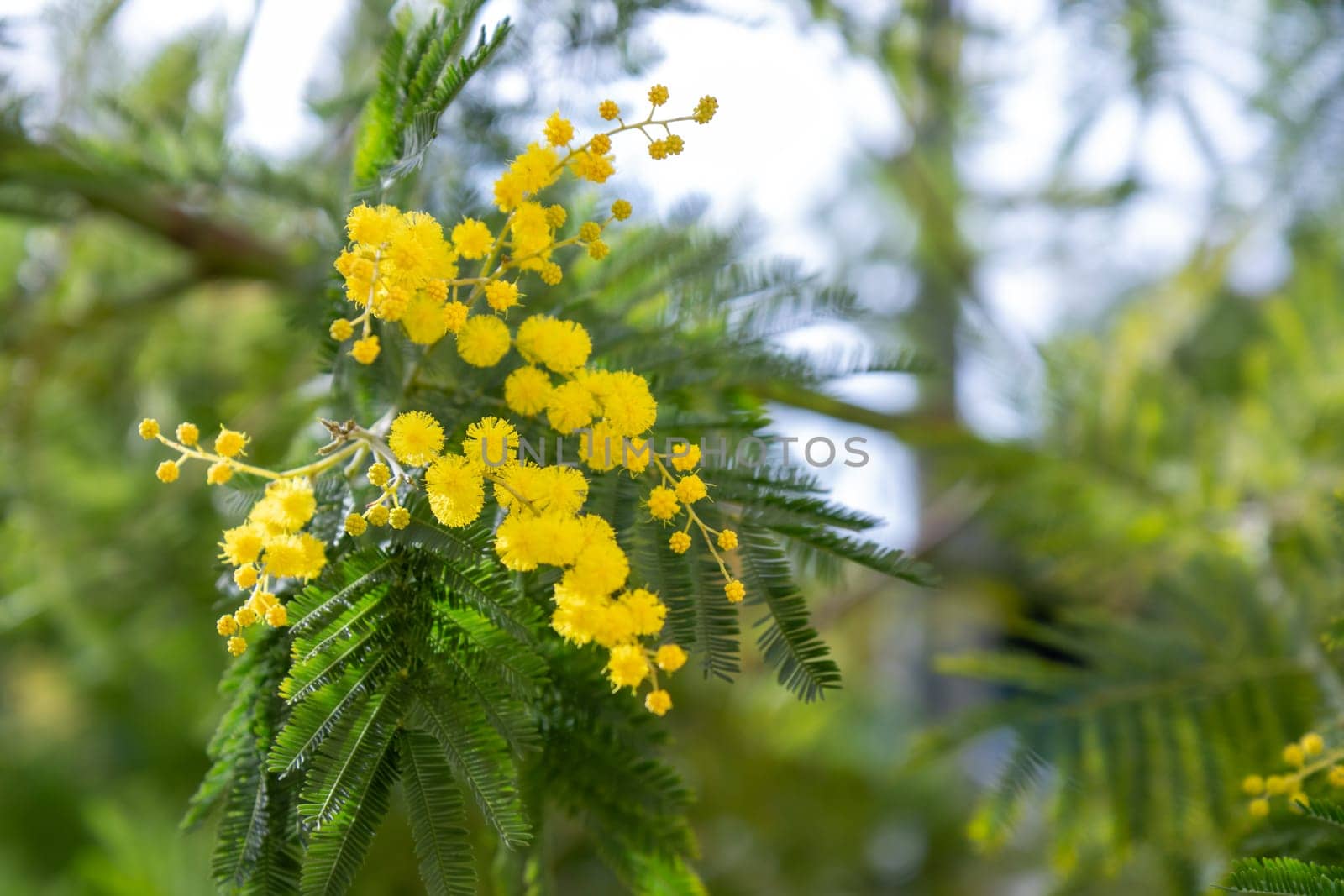 Beautiful bright yellow hairy mimosa flowers close-up. Blooming mimosa tree in early spring waves on wind. Sunny spring day. Acacia dealbata. Fluffy flowers in spring garden with sunny bokeh light