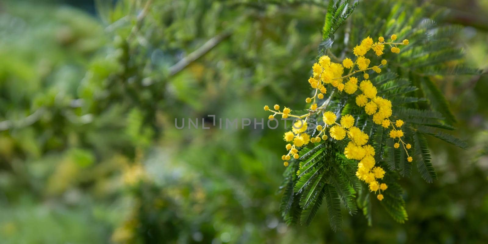 Beautiful bright yellow hairy mimosa flowers close-up. Blooming mimosa tree in early spring waves on wind. Sunny spring day. Acacia dealbata. Fluffy flowers in spring garden with sunny bokeh light