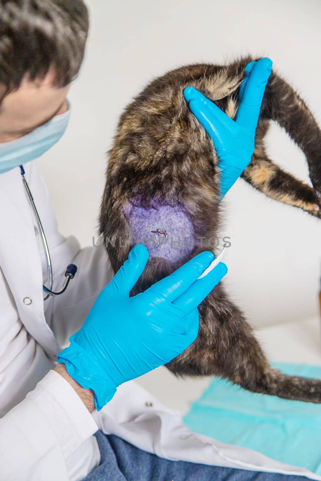Veterinarian treats a cat. Selective focus. animal.