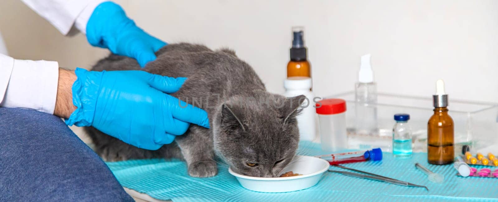 Veterinarian treats a cat. Selective focus. animal.