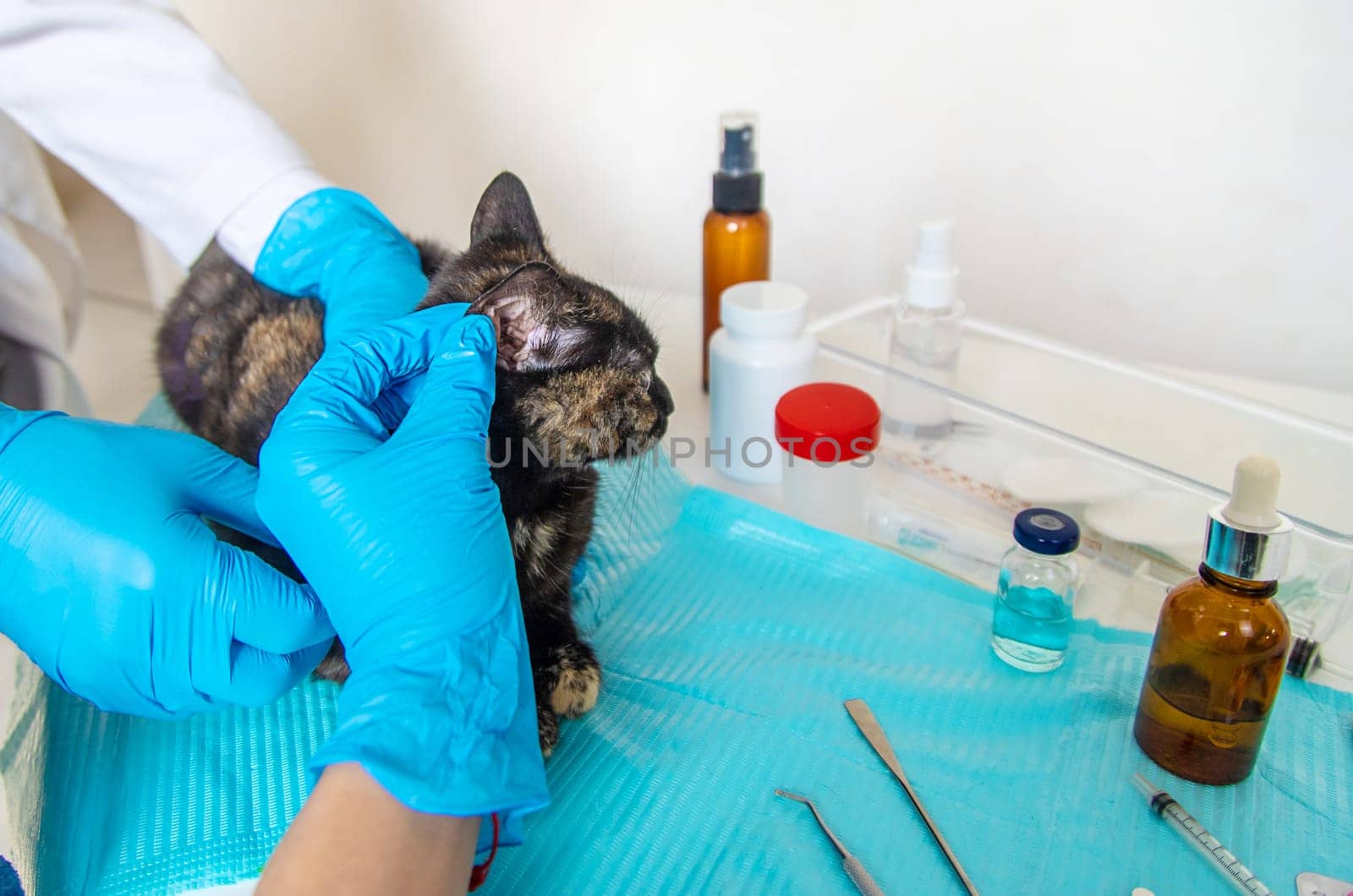 Veterinarian treats a cat. Selective focus. animal.