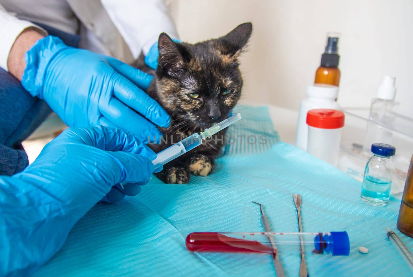 Veterinarian treats a cat. Selective focus. animal.