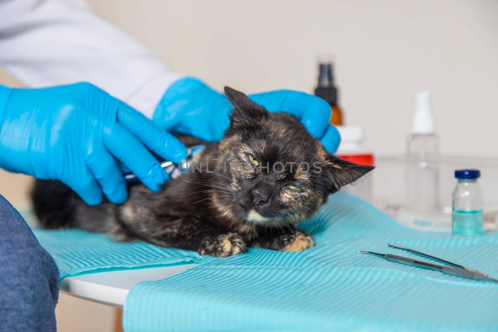Veterinarian treats a cat. Selective focus. animal.