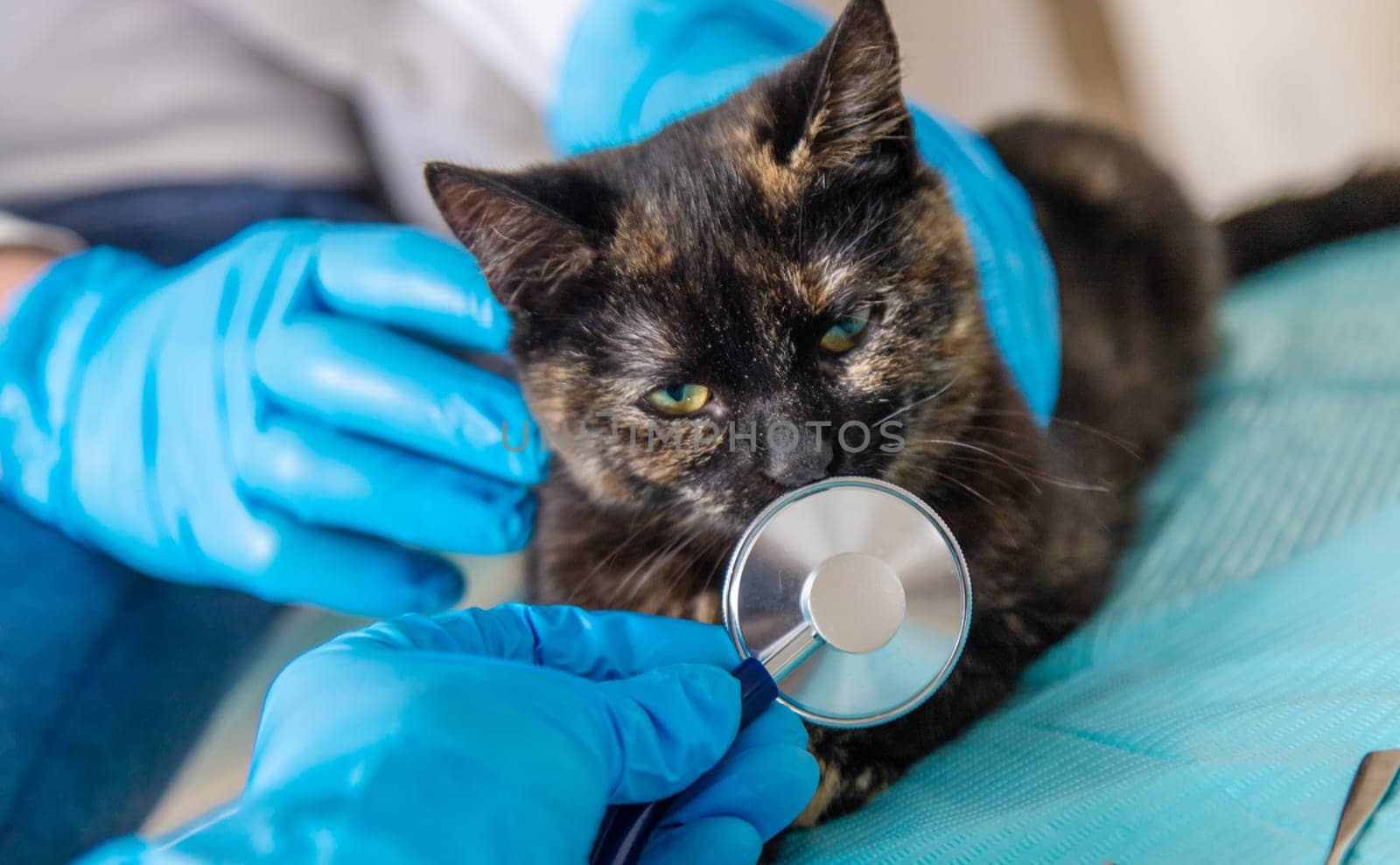 Veterinarian treats a cat. Selective focus. animal.