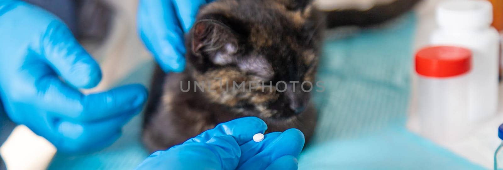 Veterinarian treats a cat. Selective focus. animal.
