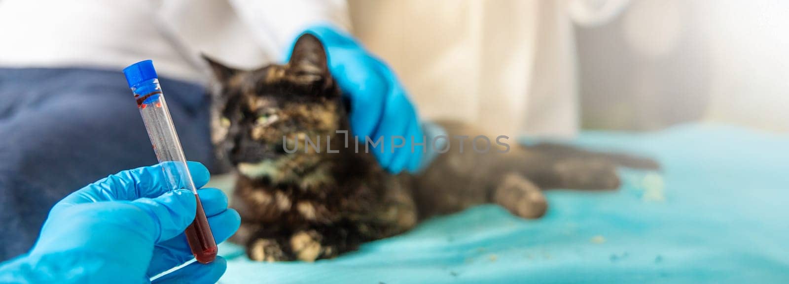 Veterinarian treats a cat. Selective focus. animal.
