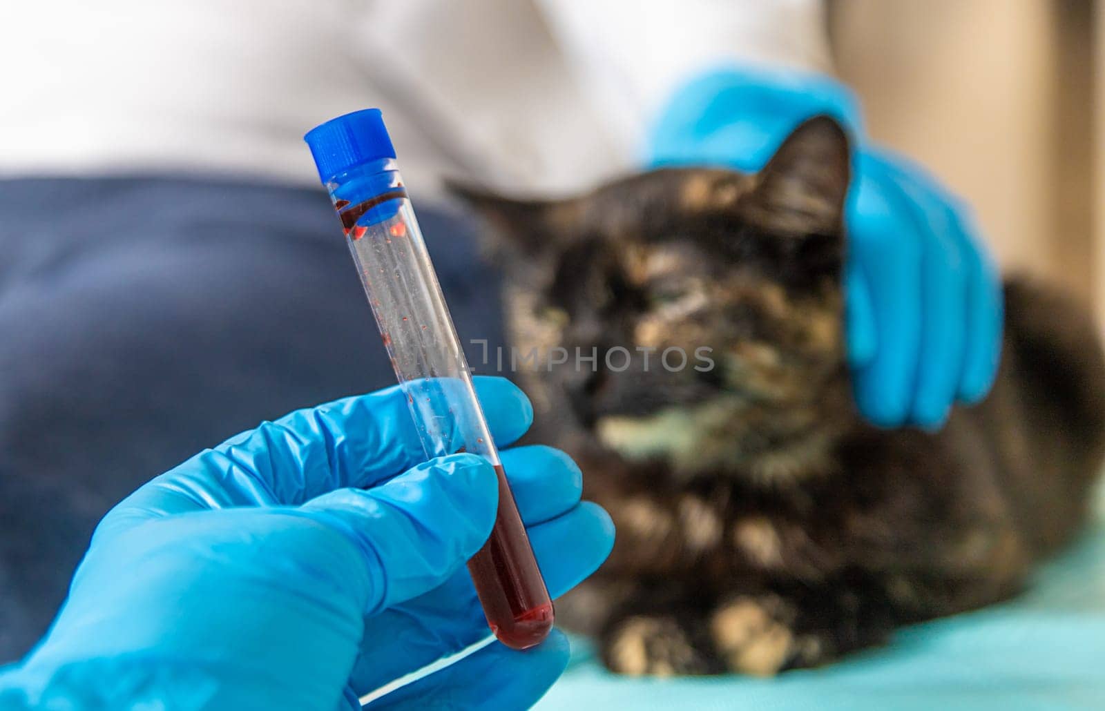 Veterinarian treats a cat. Selective focus. animal.