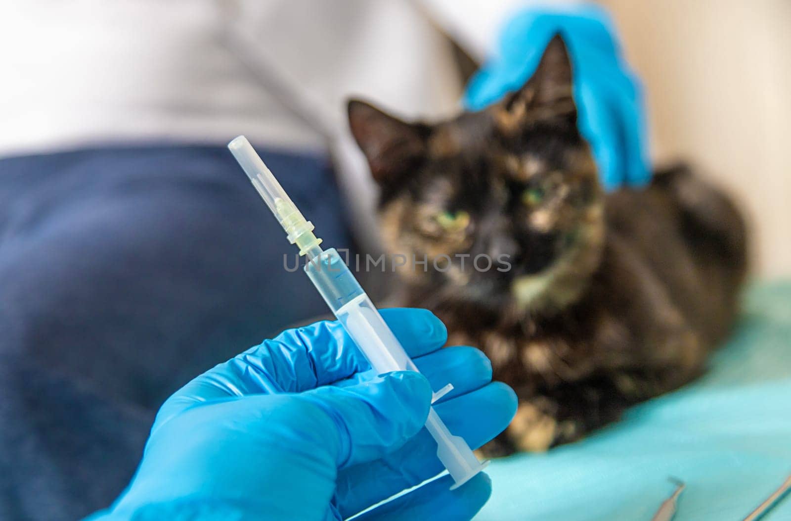 Veterinarian treats a cat. Selective focus. animal.