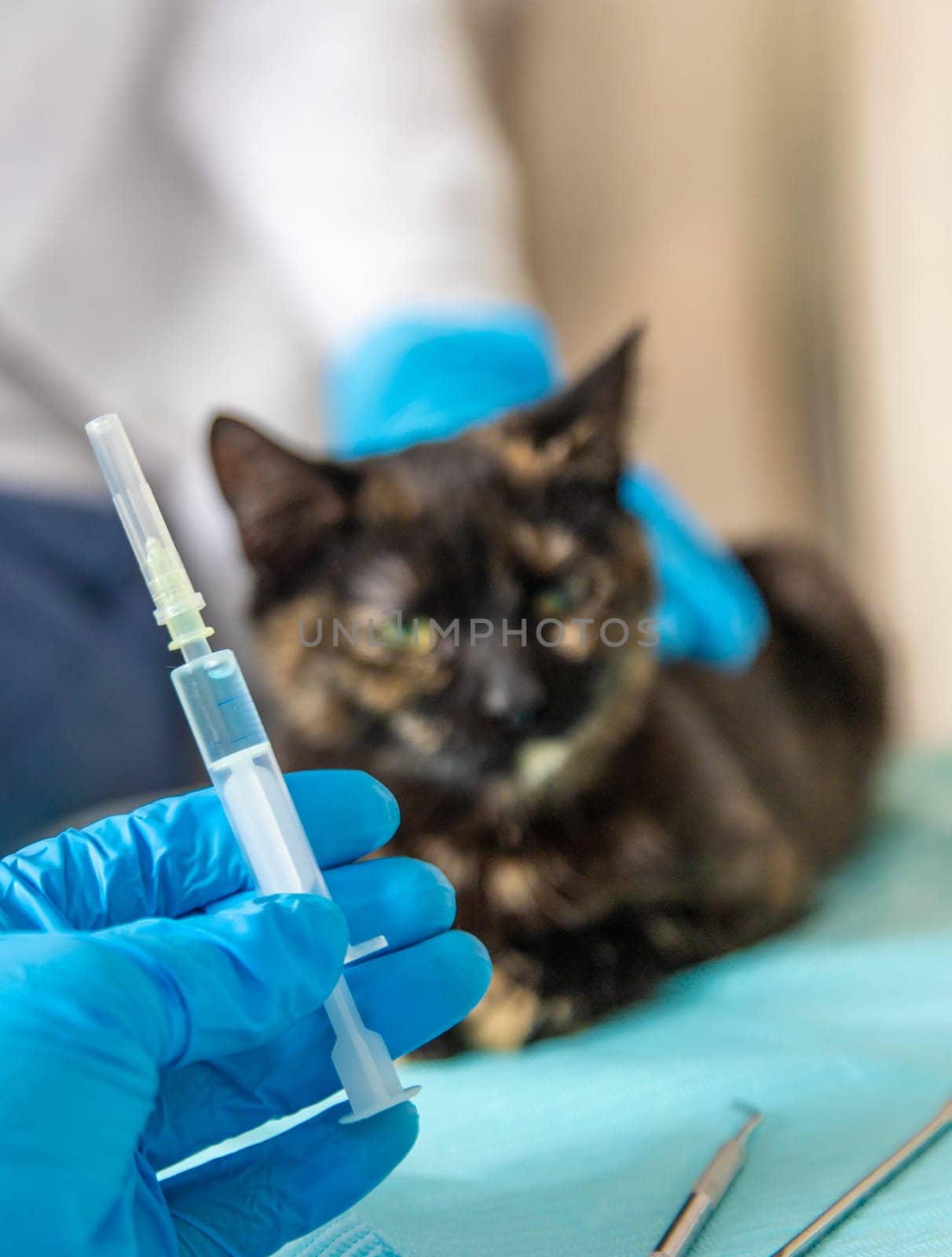 Veterinarian treats a cat. Selective focus. animal.