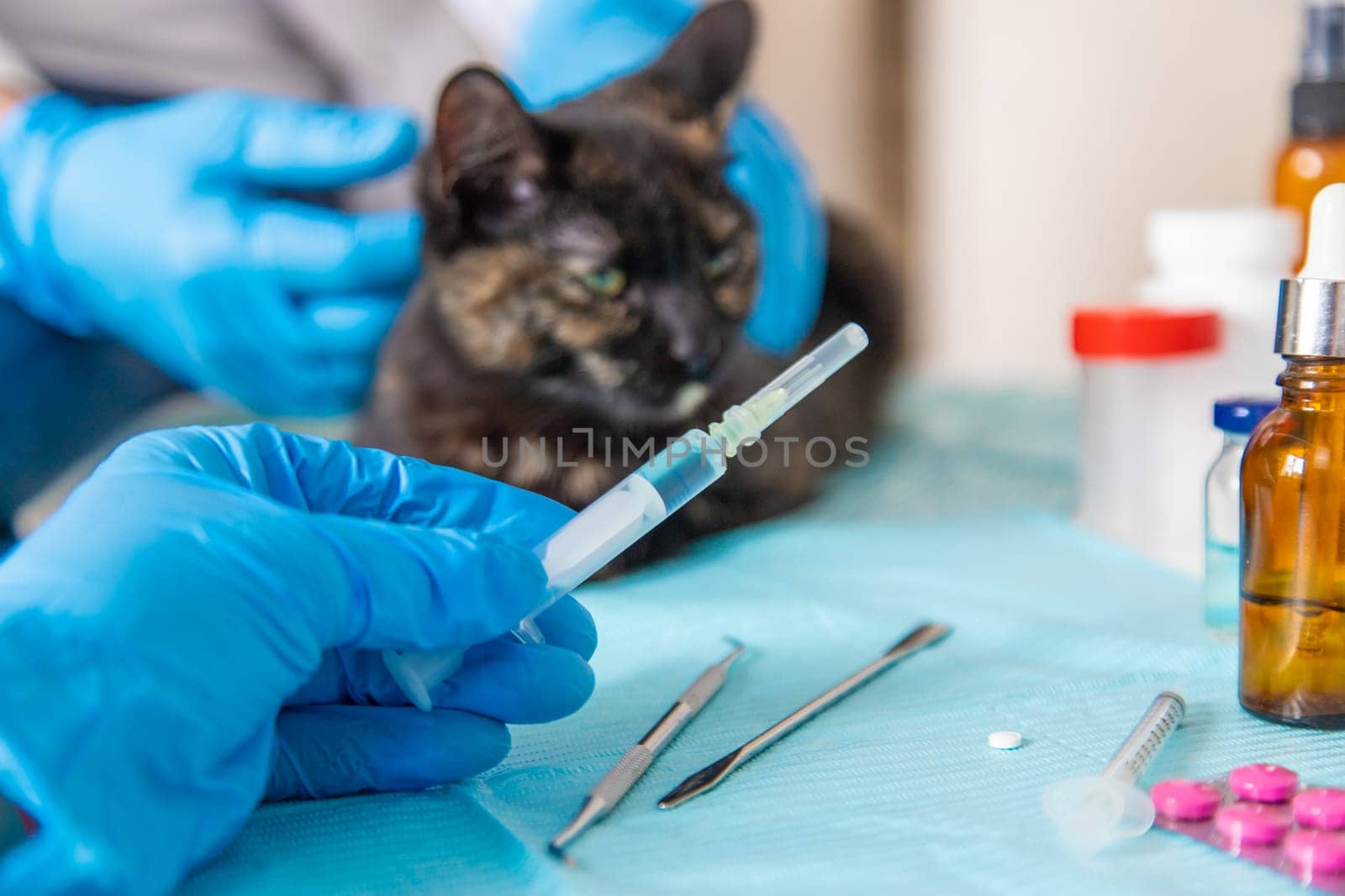 Veterinarian treats a cat. Selective focus. animal.